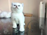 ÖZEL SAFKAN BRİTİSH KEDİLERİMİZ TESLİME HAZRDIR