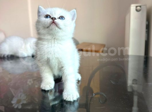 Özel Safkan Bri̇ti̇sh Kedi̇leri̇mi̇z Tesli̇me Hazrdir görsel