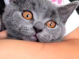 British Shorthair - 4 Aylık Tatlı Dumoş