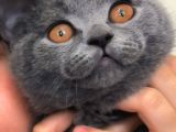 British Shorthair - 4 Aylık Tatlı Dumoş