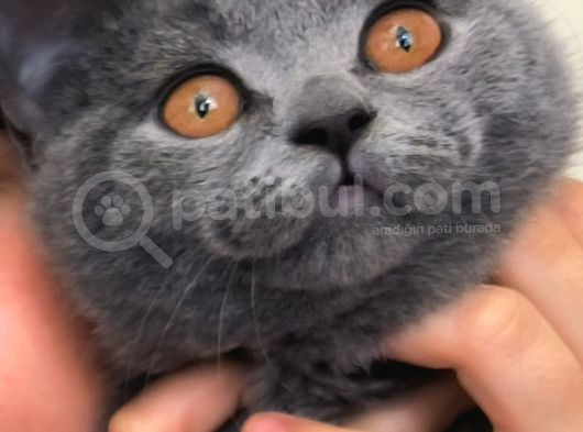 British Shorthair - 4 Aylık Tatlı Dumoş