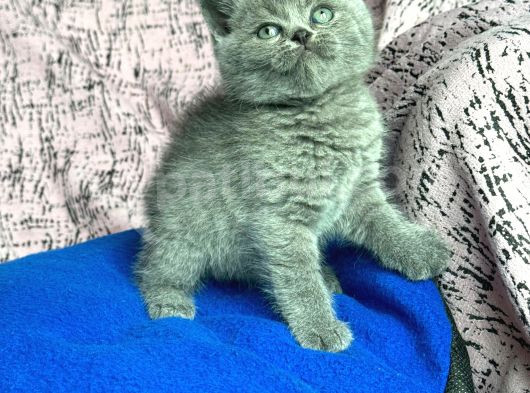 Anne Altndan Safkan Bri̇ti̇sh Yavrularimiz görsel