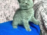 ANNE ALTINDN SAFKAN BRİTİSH YAVRULARIMIZ