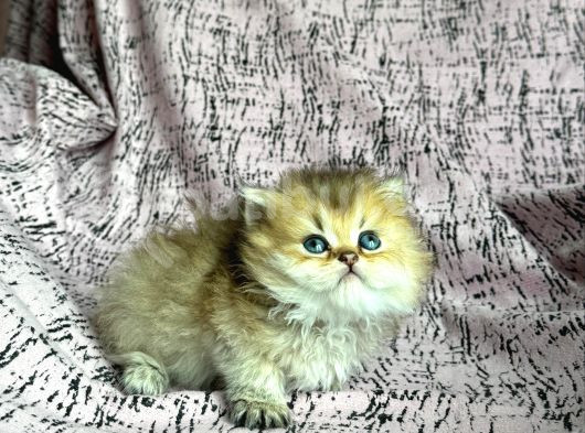 Anne Altndan Safkan Bri̇ti̇sh Yavrularimiz görsel