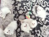 SAFKAN BEYAZ MAVİ GÖZLÜ İRAN KEDİSİ