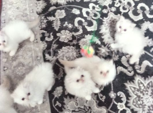 Safkan Beyaz Mavi̇ Gözlü İran Kedi̇si̇