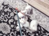 Safkan Beyaz Mavi̇ Gözlü İran Kedi̇si̇