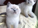 ANNE ALTNDAN SAFKAN BRİTİSH YAVRULARIMIZ