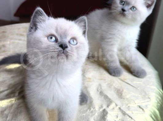 Anne Altndan Safkan Bri̇ti̇sh Yavrularimiz