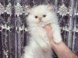 Safkan Beyaz Mavi̇ Gözlü İran Kedi̇si̇