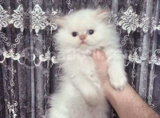 Safkan Beyaz Mavi̇ Gözlü İran Kedi̇si̇ görsel