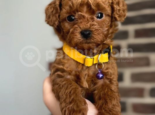 Tooy Poodle Yavrumuz 0 Teacup 