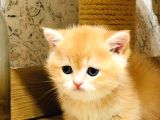 A Kalite Bri̇ti̇sh Shorthai̇r Golden  Yavrular