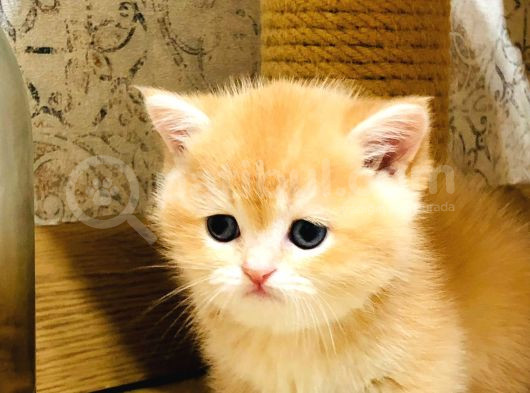 A Kalite Bri̇ti̇sh Shorthai̇r Golden  Yavrular görsel