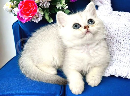 Lisanslı Üreticiden Silver Ve Silver Point Bebekler görsel