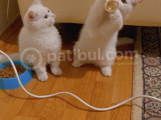 2 Buçuk Aylık Minnaklara Yuvaaa görsel