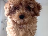 Teacup F2 Maltipoo Yavrumuz