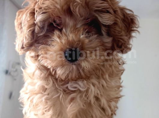 Teacup F2 Maltipoo Yavrumuz görsel