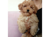 TEACUP F2 Maltipoo Yavrumuz