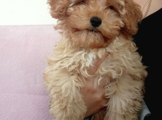 Teacup F2 Maltipoo Yavrumuz