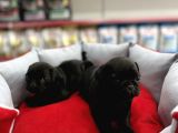Gül Kuyruk Pug Yavrular