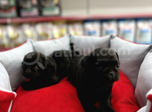 Gül Kuyruk Pug Yavrular görsel