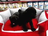 Gül Kuyruk Pug Yavrular