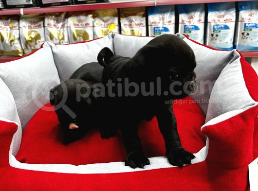 Gül Kuyruk Pug Yavrular görsel