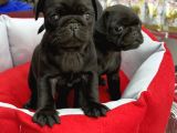 Gül kuyruk pug yavrular