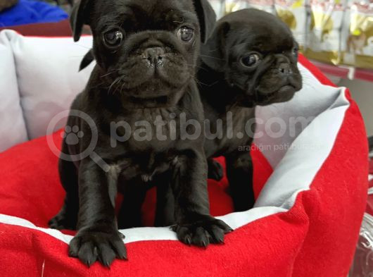 Gül Kuyruk Pug Yavrular