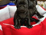 Gül Kuyruk Pug Yavrular