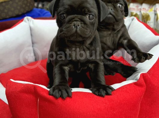 Gül Kuyruk Pug Yavrular görsel