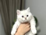 Ai̇lesi̇ne Gi̇tmeye Bri̇ti̇sh Si̇lver Poi̇nt Yavrum Her İle Gönderm