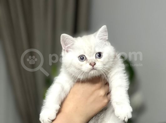 Ai̇lesi̇ne Gi̇tmeye Bri̇ti̇sh Si̇lver Poi̇nt Yavrum Her İle Gönderm görsel