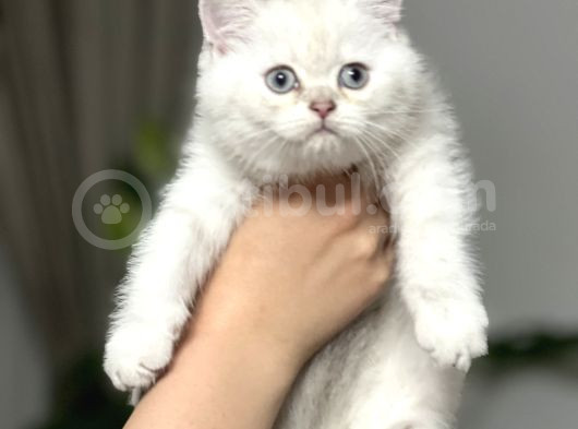 Ai̇lesi̇ne Gi̇tmeye Bri̇ti̇sh Si̇lver Poi̇nt Yavrum Her İle Gönderm görsel