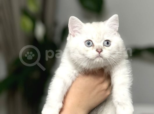 Ai̇lesi̇ne Gi̇tmeye Bri̇ti̇sh Si̇lver Poi̇nt Yavrum Her İle Gönderm görsel