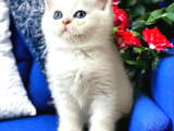 Lisanslı Üreticiden Silver Ve Silver Point Bebekler