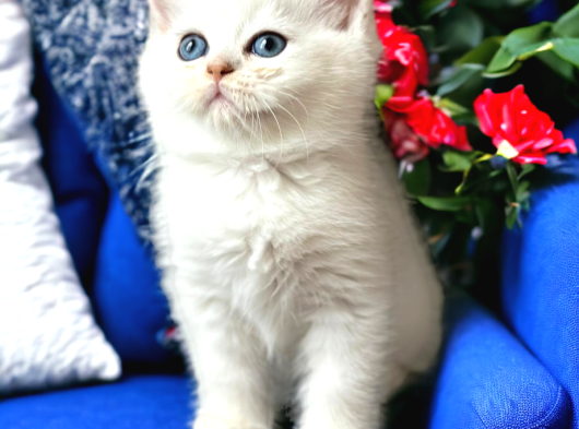 Lisanslı Üreticiden Silver Ve Silver Point Bebekler görsel