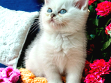 Lisanslı Üreticiden Silver ve silver point bebekler