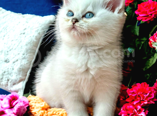 Lisanslı Üreticiden Silver Ve Silver Point Bebekler
