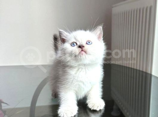 Özel Safkan Bri̇ti̇sh Kedi̇leri̇mi̇z Tesli̇me Hazirdir görsel