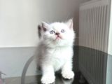 Özel Safkan Bri̇ti̇sh Kedi̇leri̇mi̇z Tesli̇me Hazrdir
