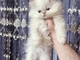 Safkan Beyaz Mavi̇ Gözlü İran Kedi̇si̇