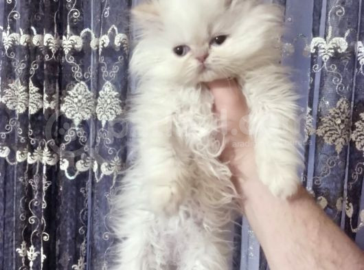 Safkan Beyaz Mavi̇ Gözlü İran Kedi̇si̇ görsel