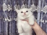 Safkan Beyaz Mavi̇ Gözlü İran Kedi̇si̇