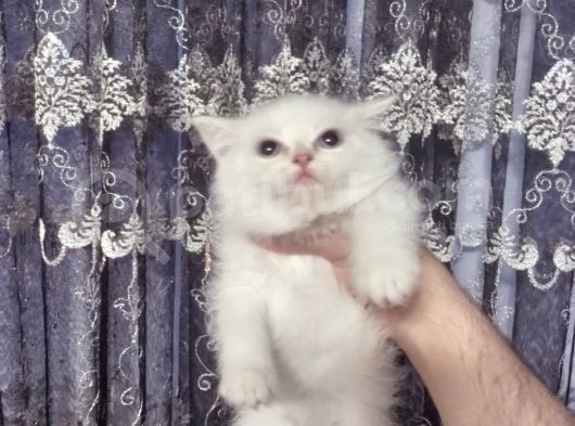 Safkan Beyaz Mavi̇ Gözlü İran Kedi̇si̇ görsel
