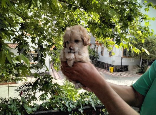 5 Haftalık Terrier Yavruları Aynı Gün Yollanır görsel