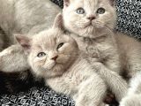Sevi̇mli̇ Safkan Bri̇ti̇sh Shorthai̇r Bebekler