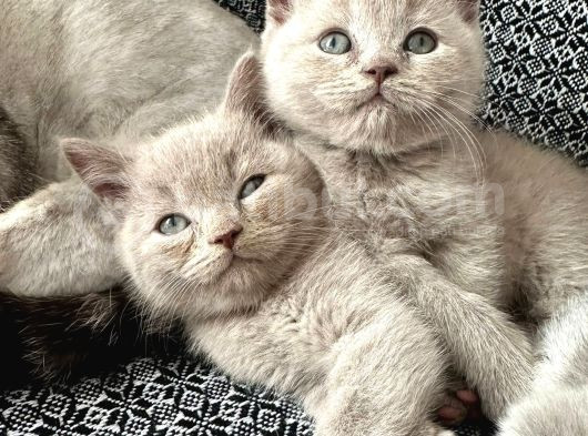 Sevi̇mli̇ Safkan Bri̇ti̇sh Shorthai̇r Bebekler görsel