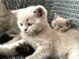 Sevi̇mli̇ Safkan Bri̇ti̇sh Shorthai̇r Bebekler